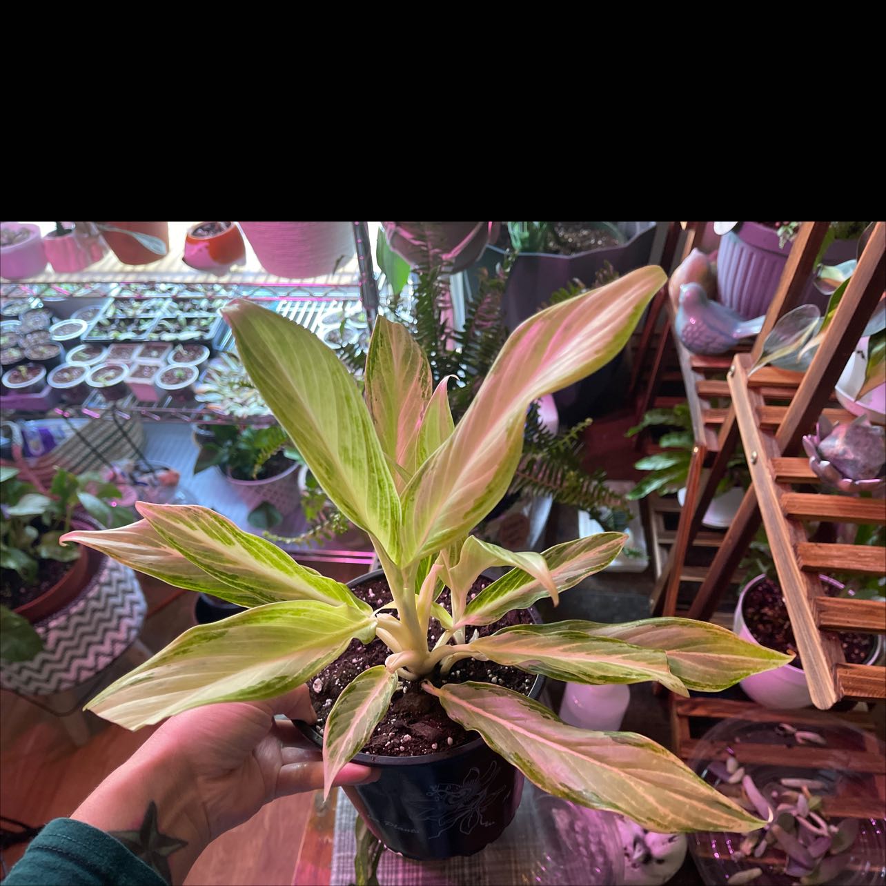 Potted Aglaonema 'Cutlass' plant with variegated leaves, held by a hand.