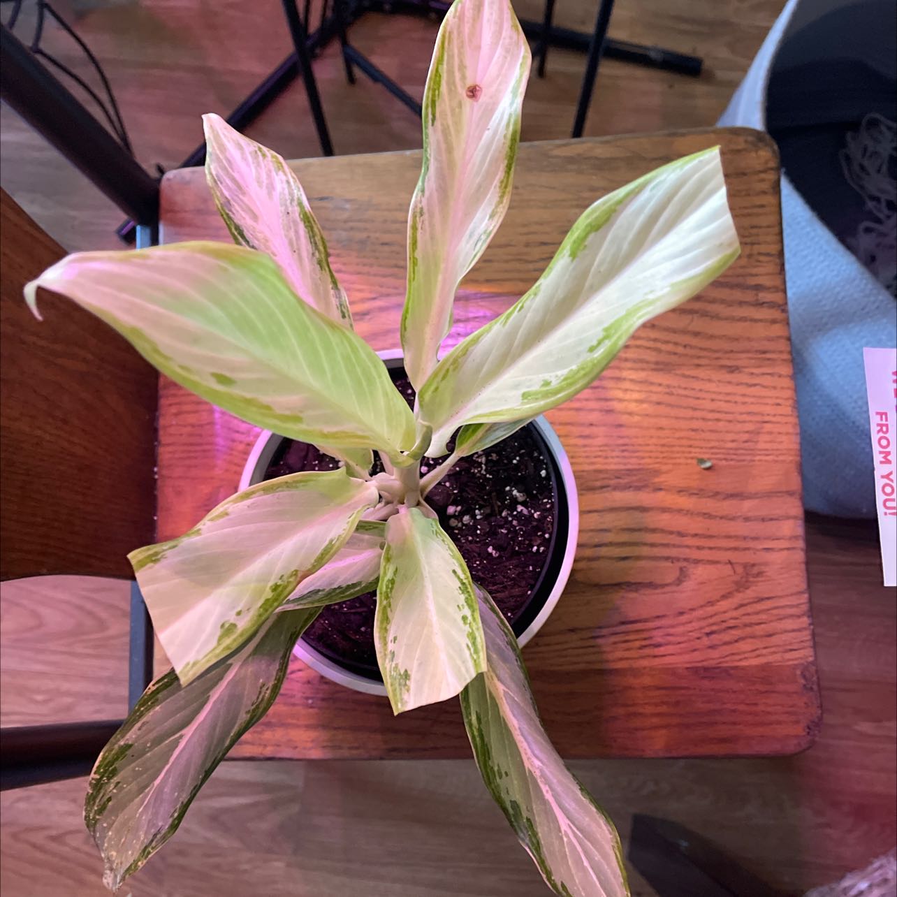 Potted Aglaonema 'Cutlass' plant with variegated leaves on a wooden surface.