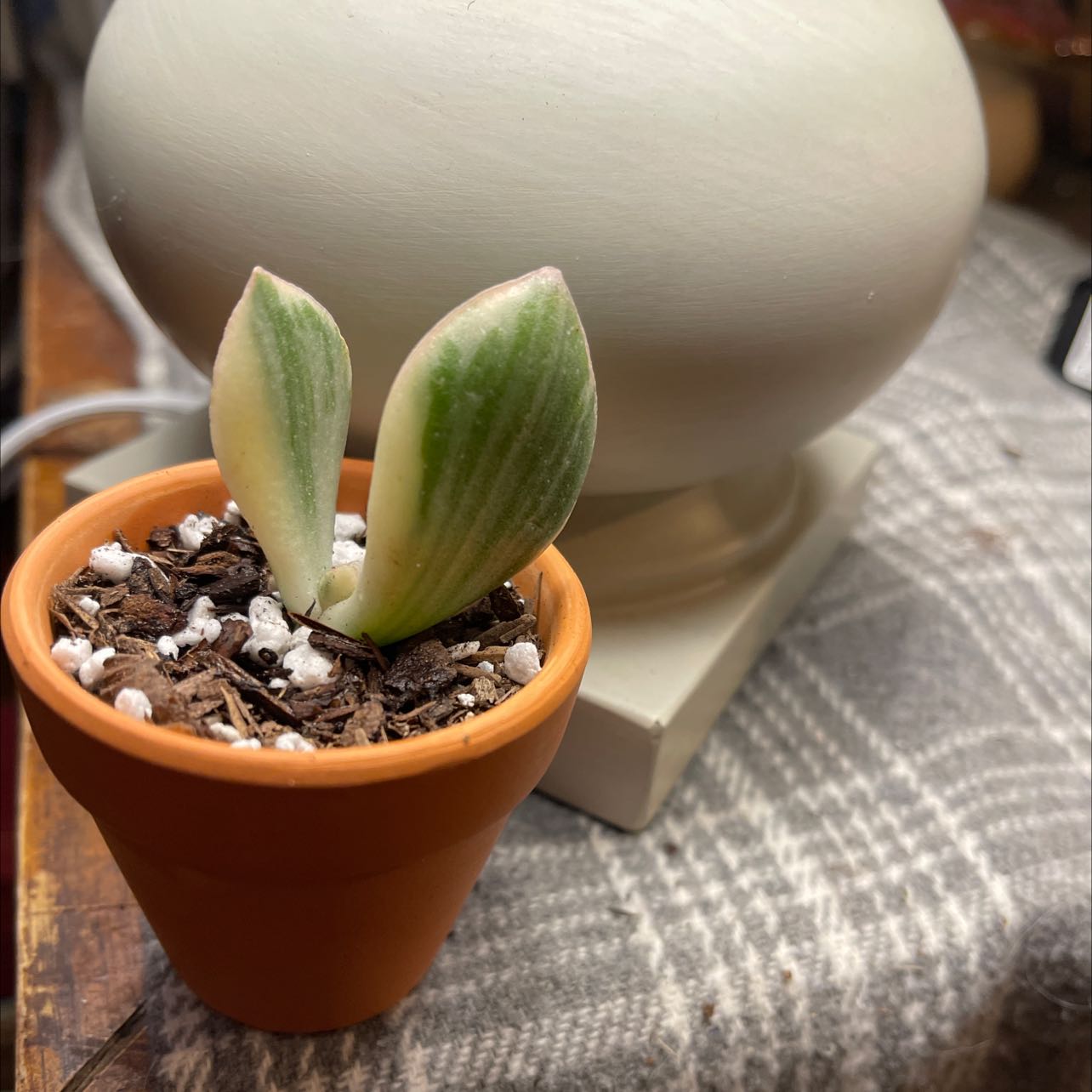 Variegated Jade plant in a terracotta pot with visible soil and perlite.