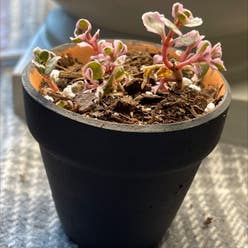 Tricolor Stonecrop plant