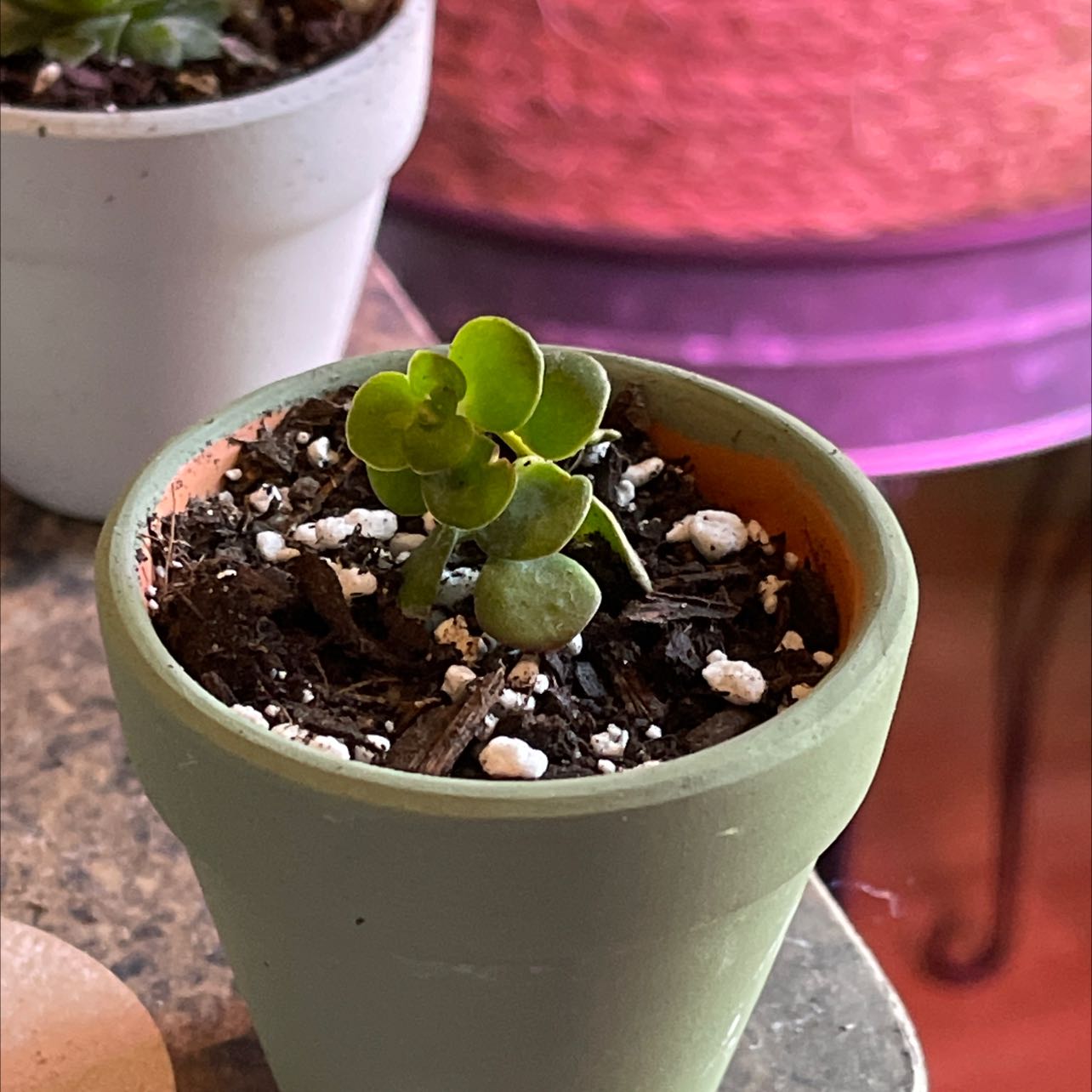 Potted Woodland Stonecrop plant with green leaves in a small pot.