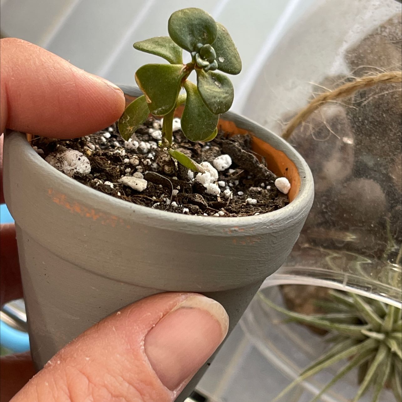 Woodland Stonecrop plant in a small pot held by a hand, with visible soil.