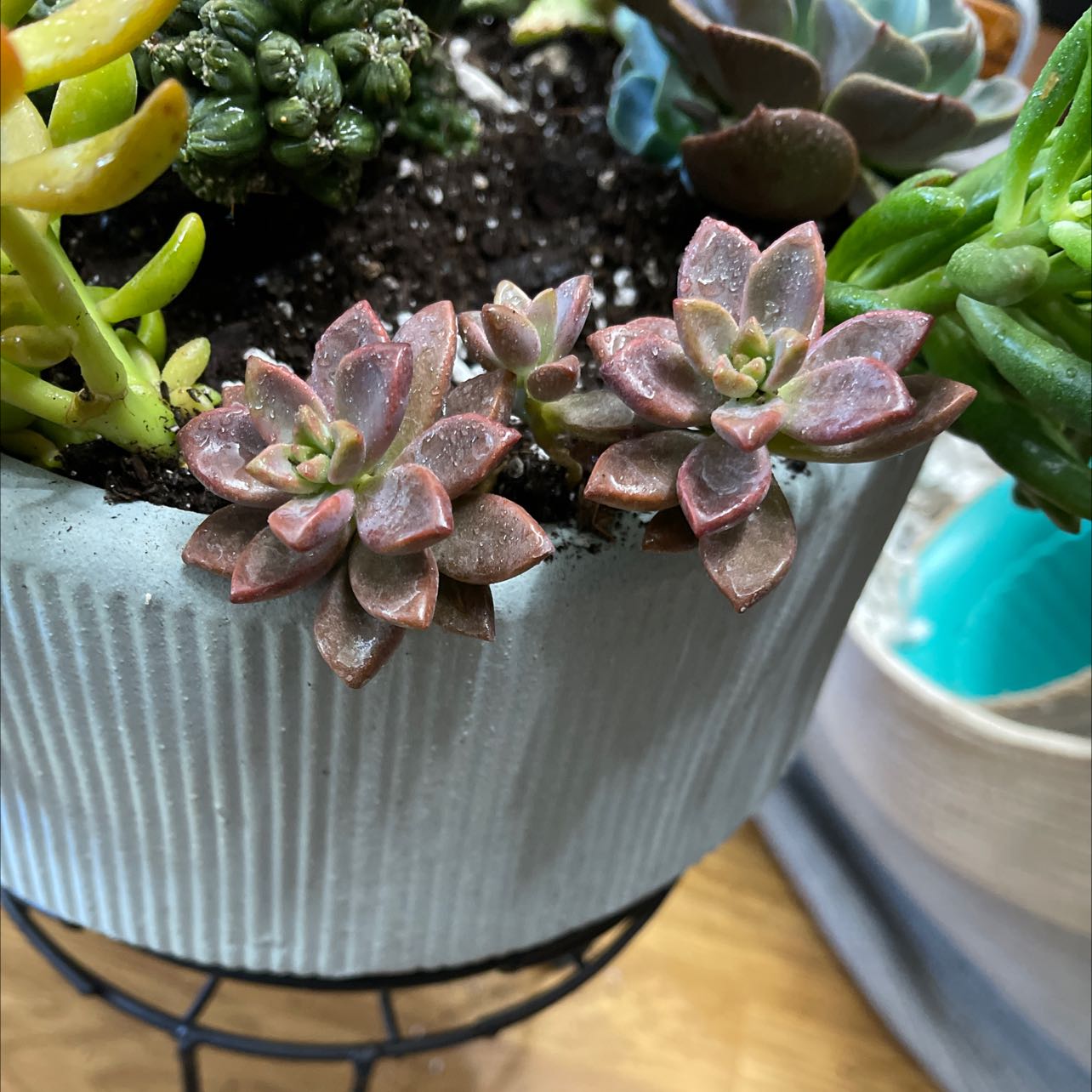 Potted Graptosedum 'Bronze' plant with multiple rosettes, healthy and well-framed.