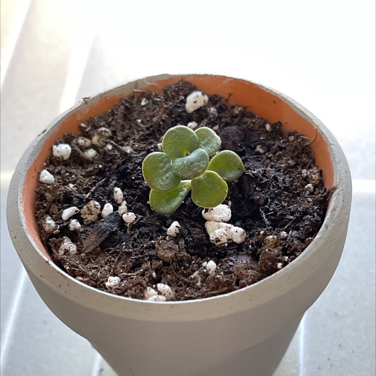 Potted Woodland Stonecrop plant with green leaves and visible soil.