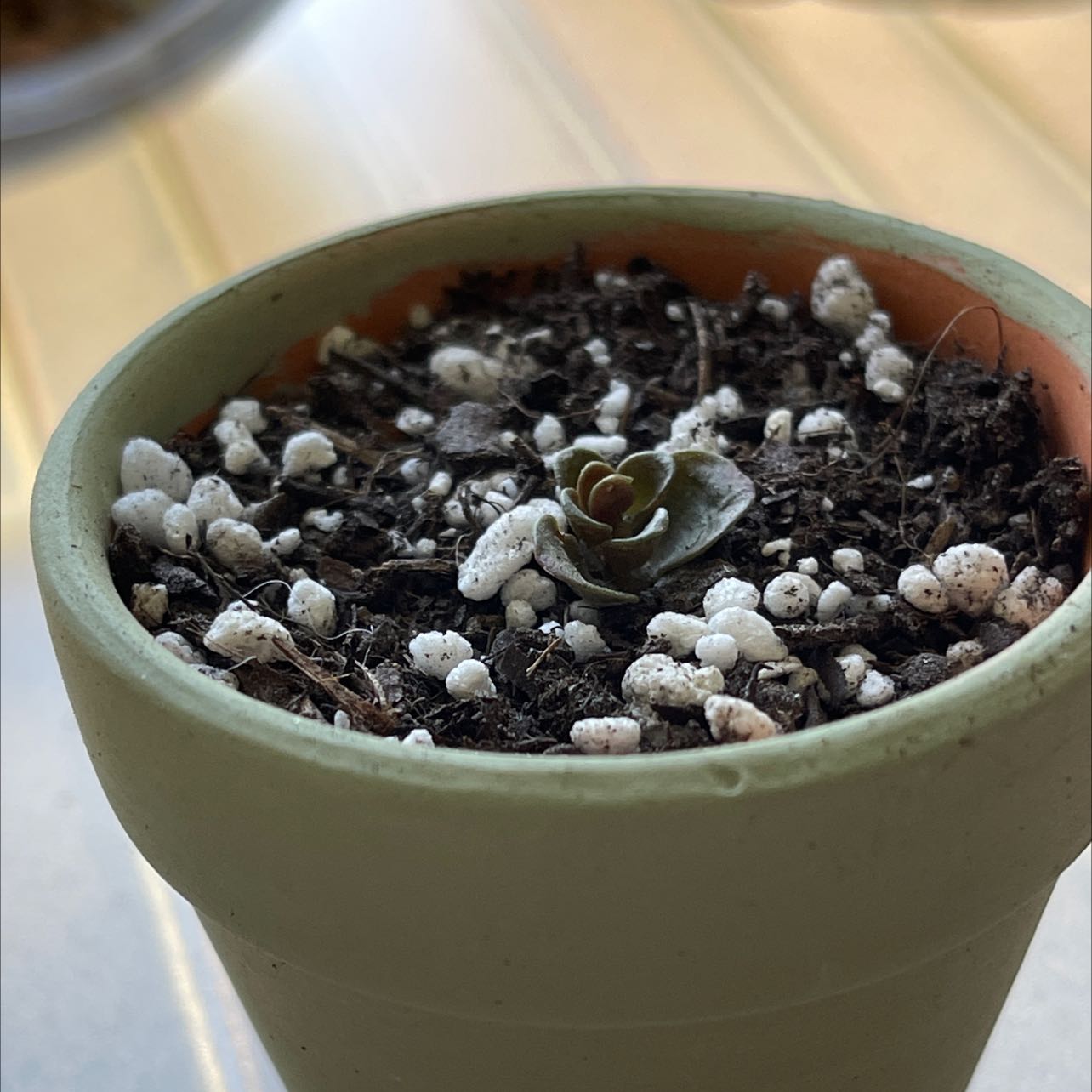 Young Woodland Stonecrop in a pot with visible soil and perlite, showing some browning at the leaf tips.
