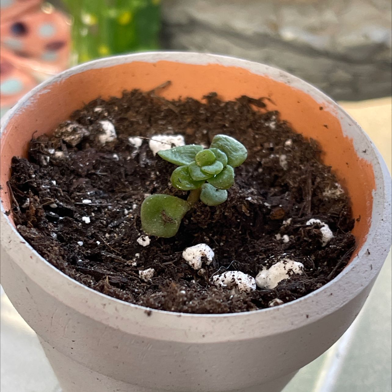 Small Woodland Stonecrop plant in a white pot with visible soil and green leaves.