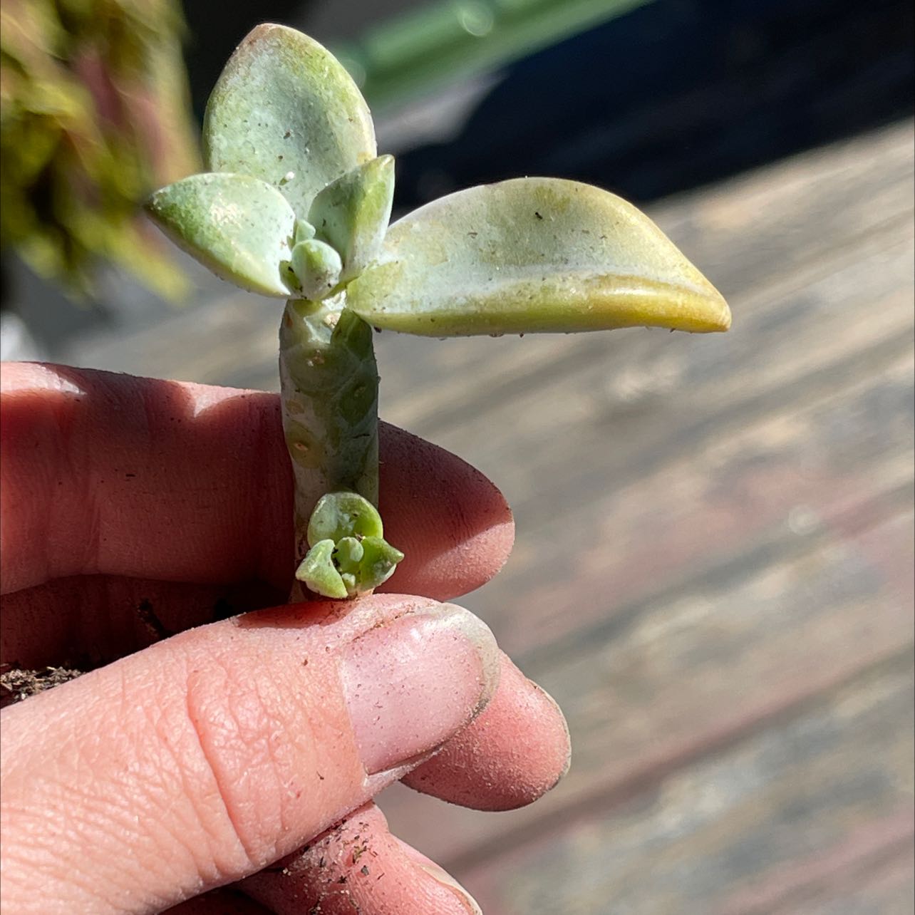 Photo of the plant species Graptopetalum paraguayense 'Real' by @Propa named Graptopetalum Paraguayense Real on Greg, the plant care app