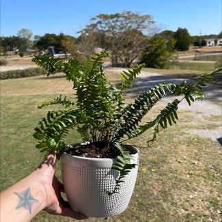 Kimberly Queen Fern plant in Springtown, Texas