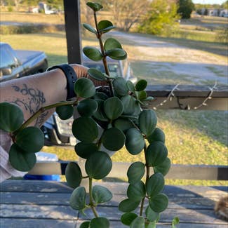 Trailing Jade plant in Springtown, Texas