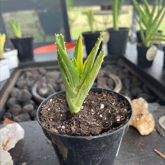 Variegated Aloe Nobilis plant in Springtown, Texas