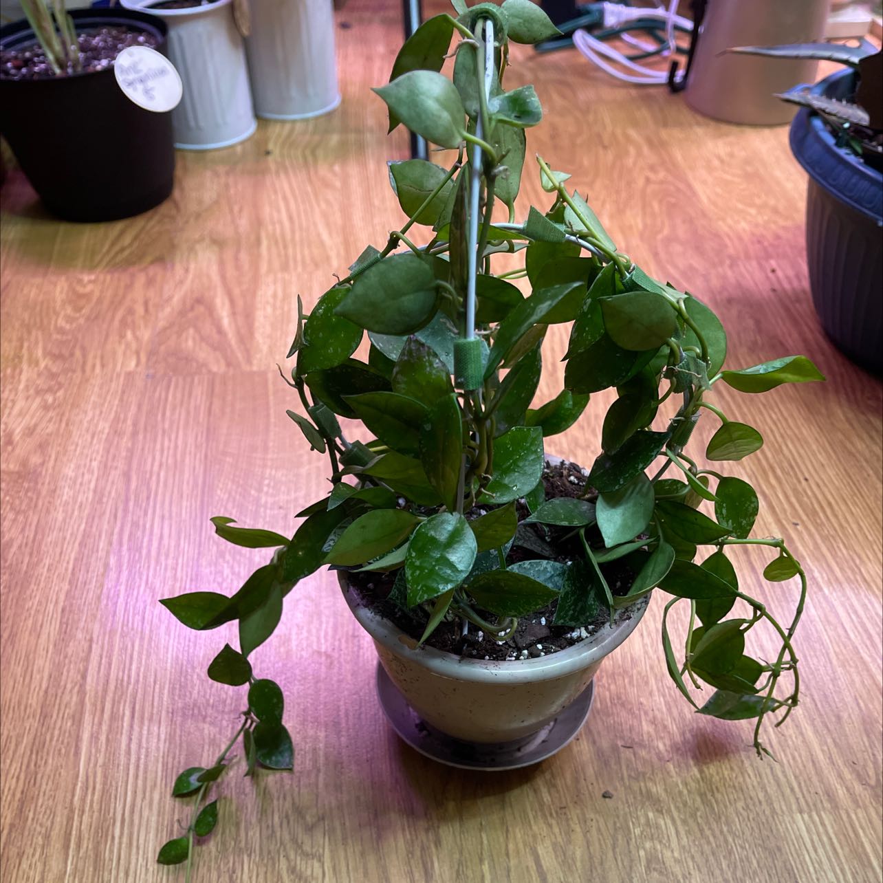 Potted Hoya khroniana Silver Splash plant with healthy green leaves on a wooden surface.