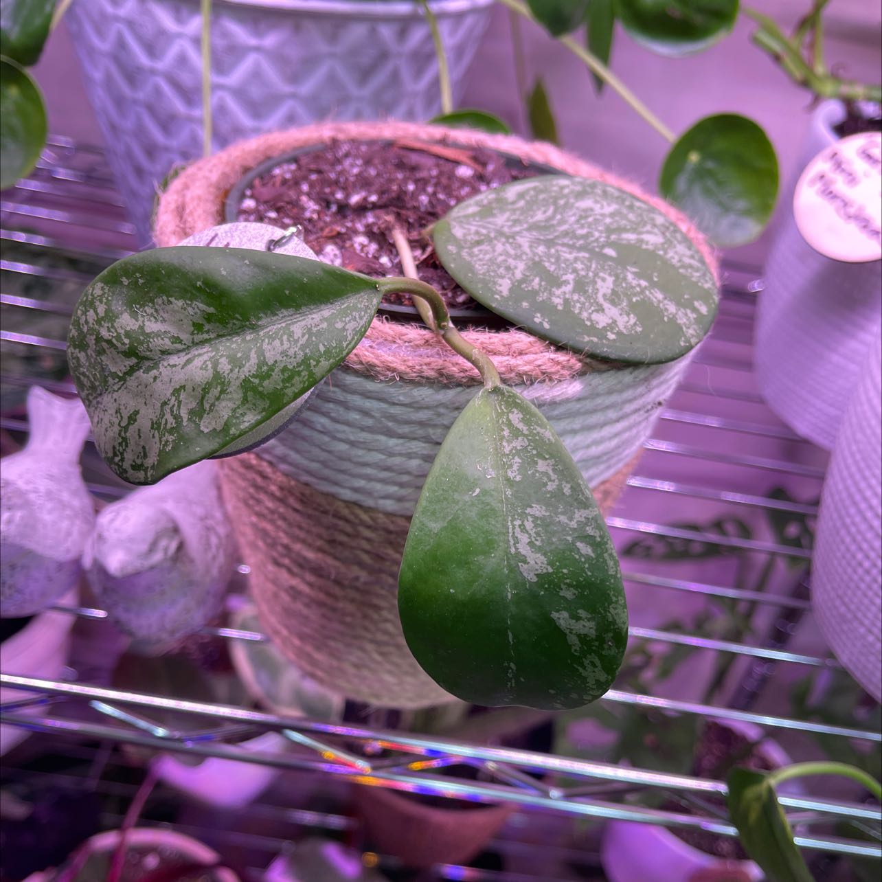 Splash Hoya Obovata plant in a pot with visible soil and healthy green leaves with white splash patterns.