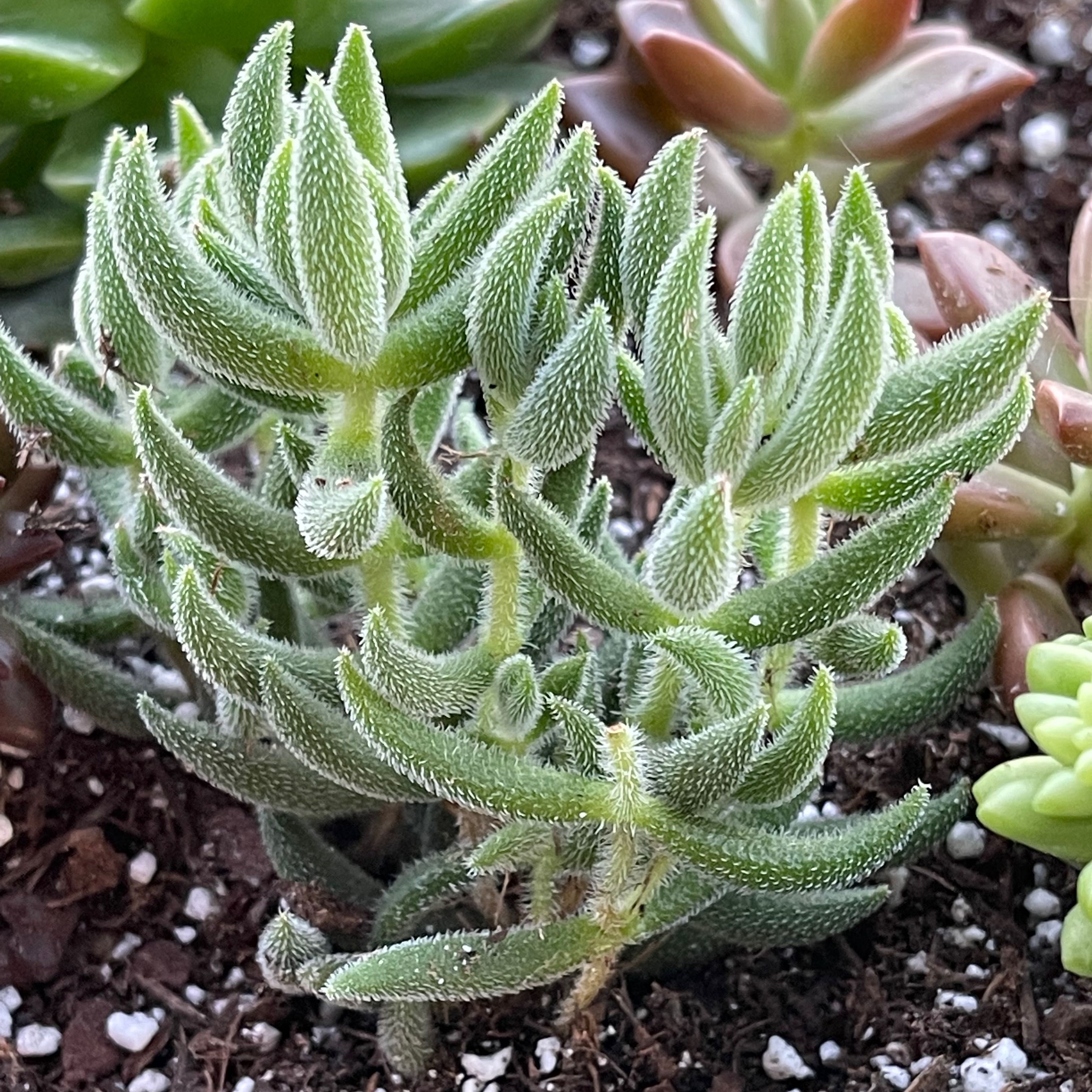 Photo of the plant species Crassula mesembryanthemoides by @Propa named Crassula mesembryanthemoides on Greg, the plant care app