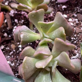 Cubic Frost™ Echeveria plant in Springtown, Texas