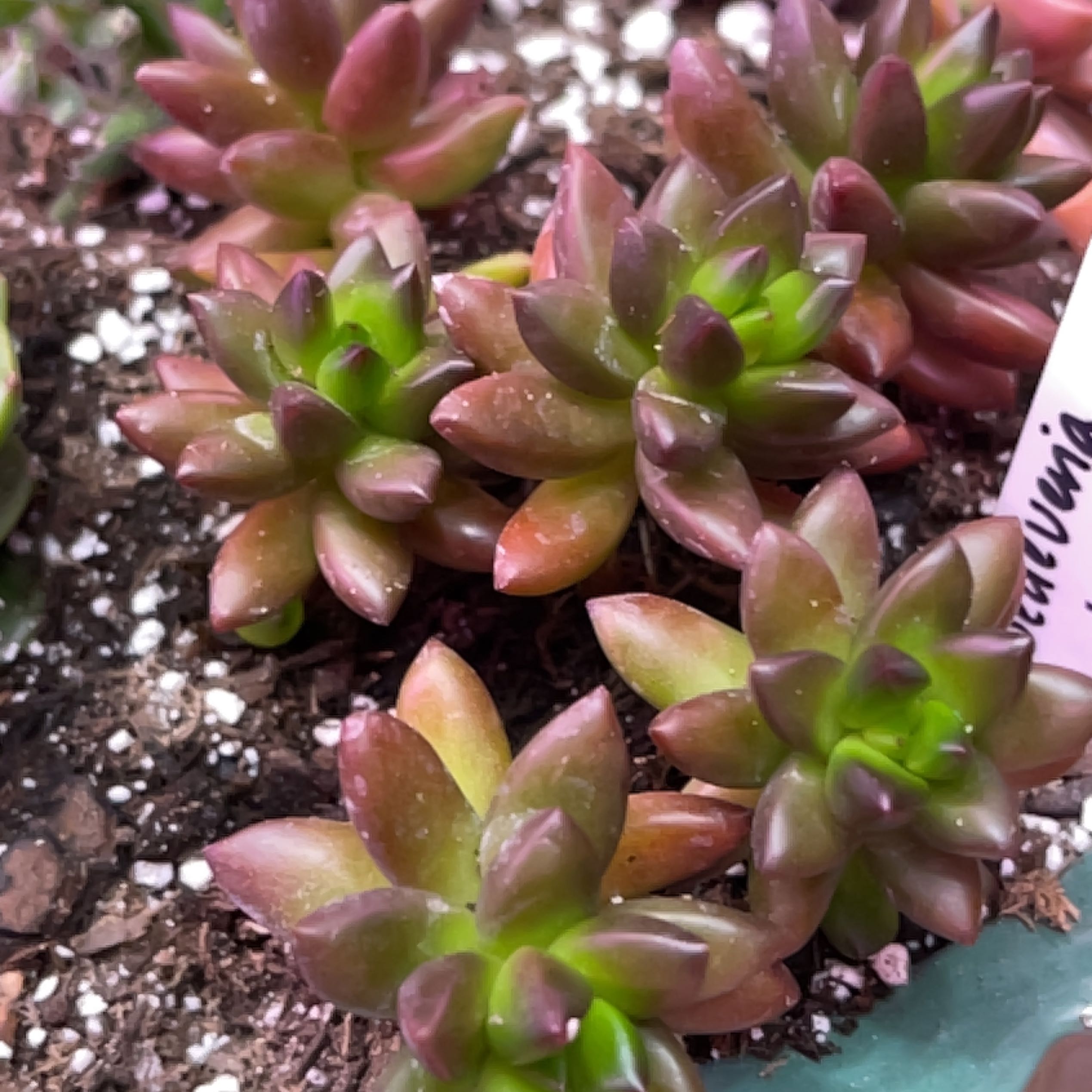 Cluster of Sedeveria 'Jet Beads' succulents with visible soil.