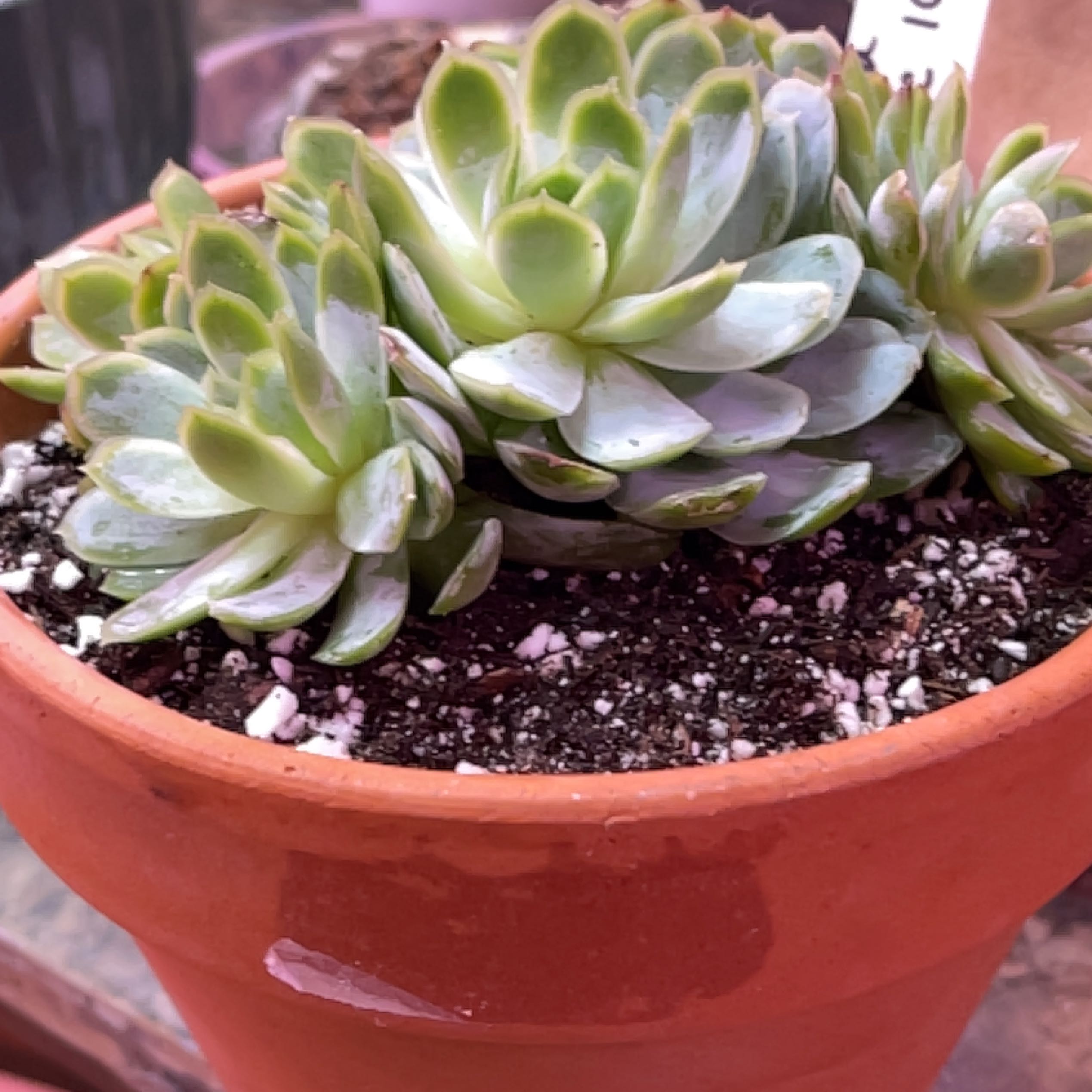 Potted Echeveria 'Arctic Ice' succulent with healthy rosette-shaped leaves.