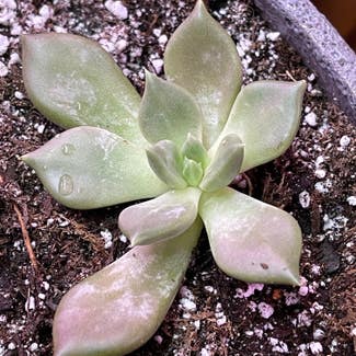 Pachyphytum 'Margrit' plant in Springtown, Texas