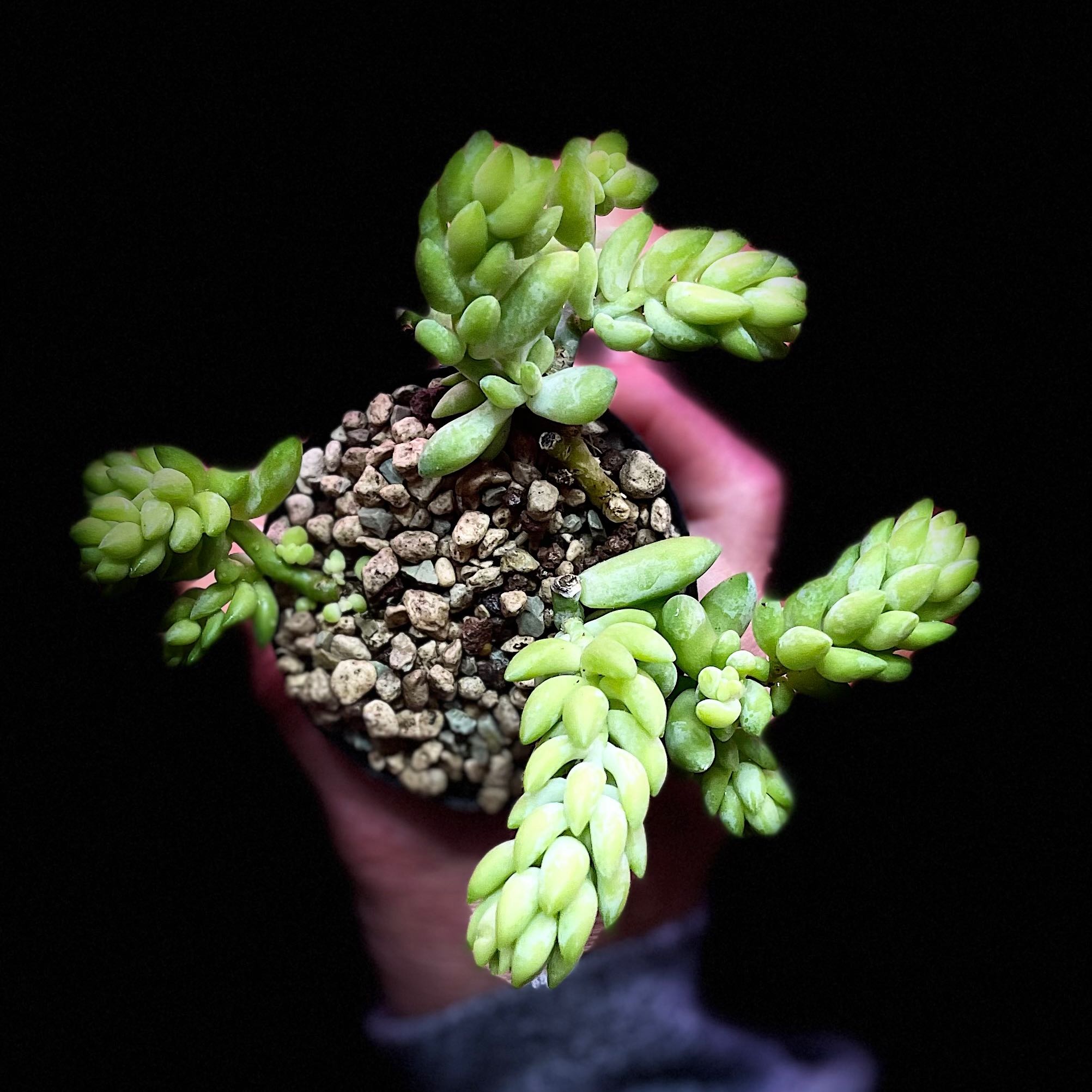 Graptosedum 'Blue Giant' succulent with visible soil, held by a hand.