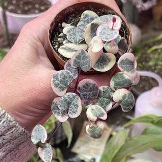 variegated string of hearts plant in Springtown, Texas