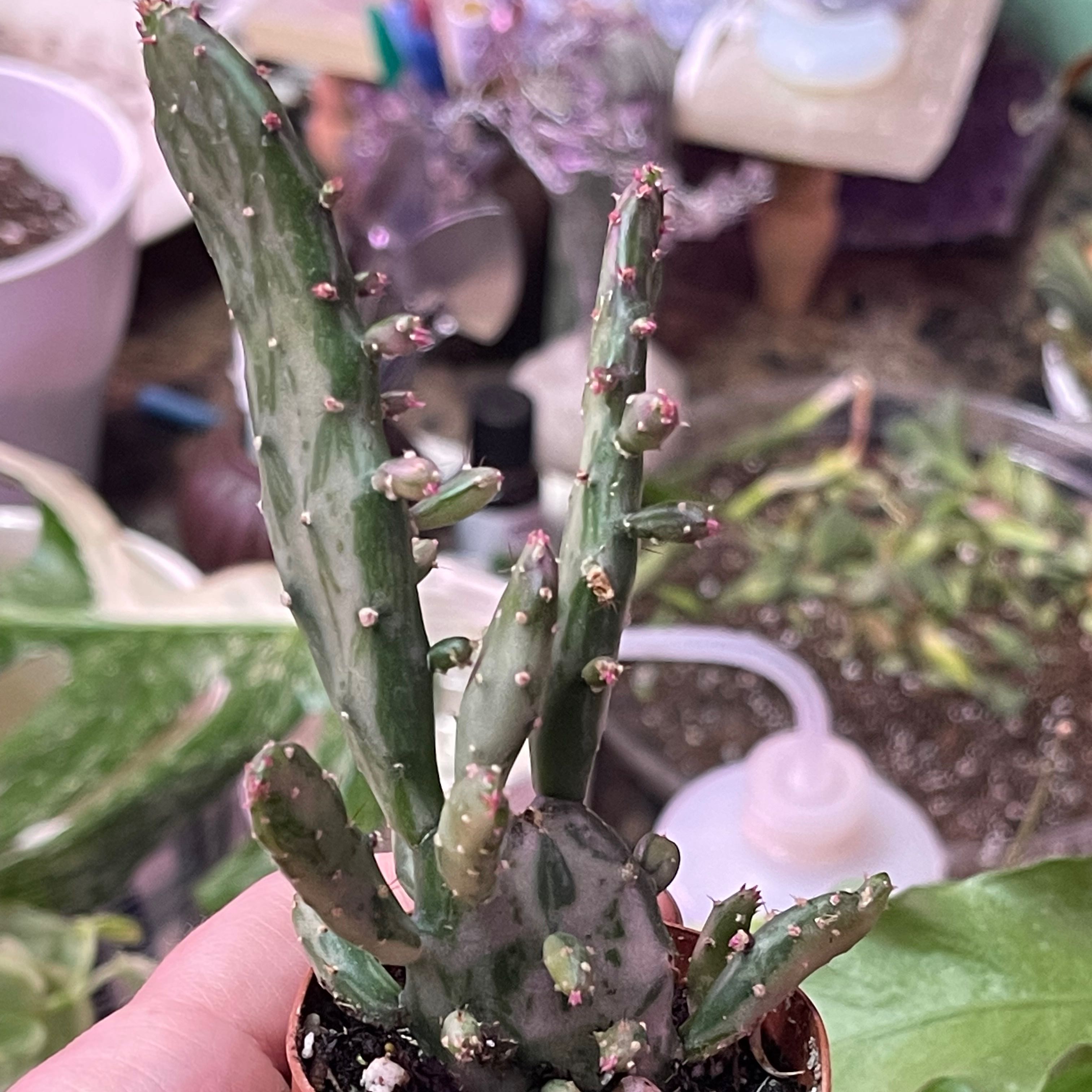 Variegated Joseph's Coat plant in a small pot, held by a hand, with gardening tools in the background.