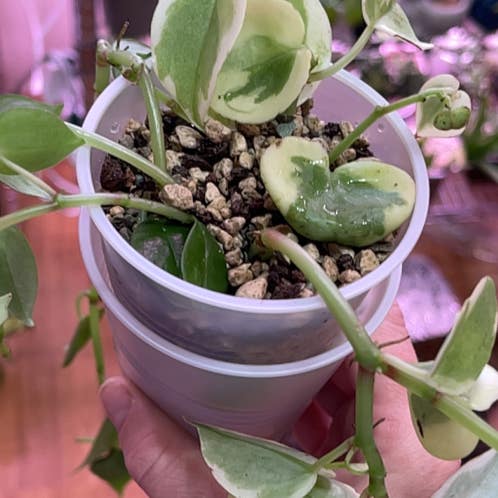 Peperomia Cupid Props  A plant by @Propa on Greg