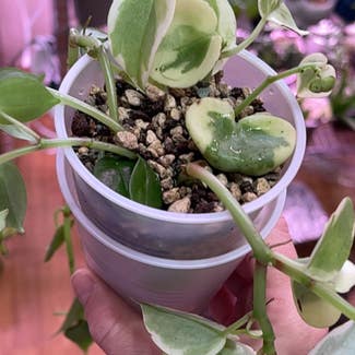 Cupid Peperomia plant in Springtown, Texas