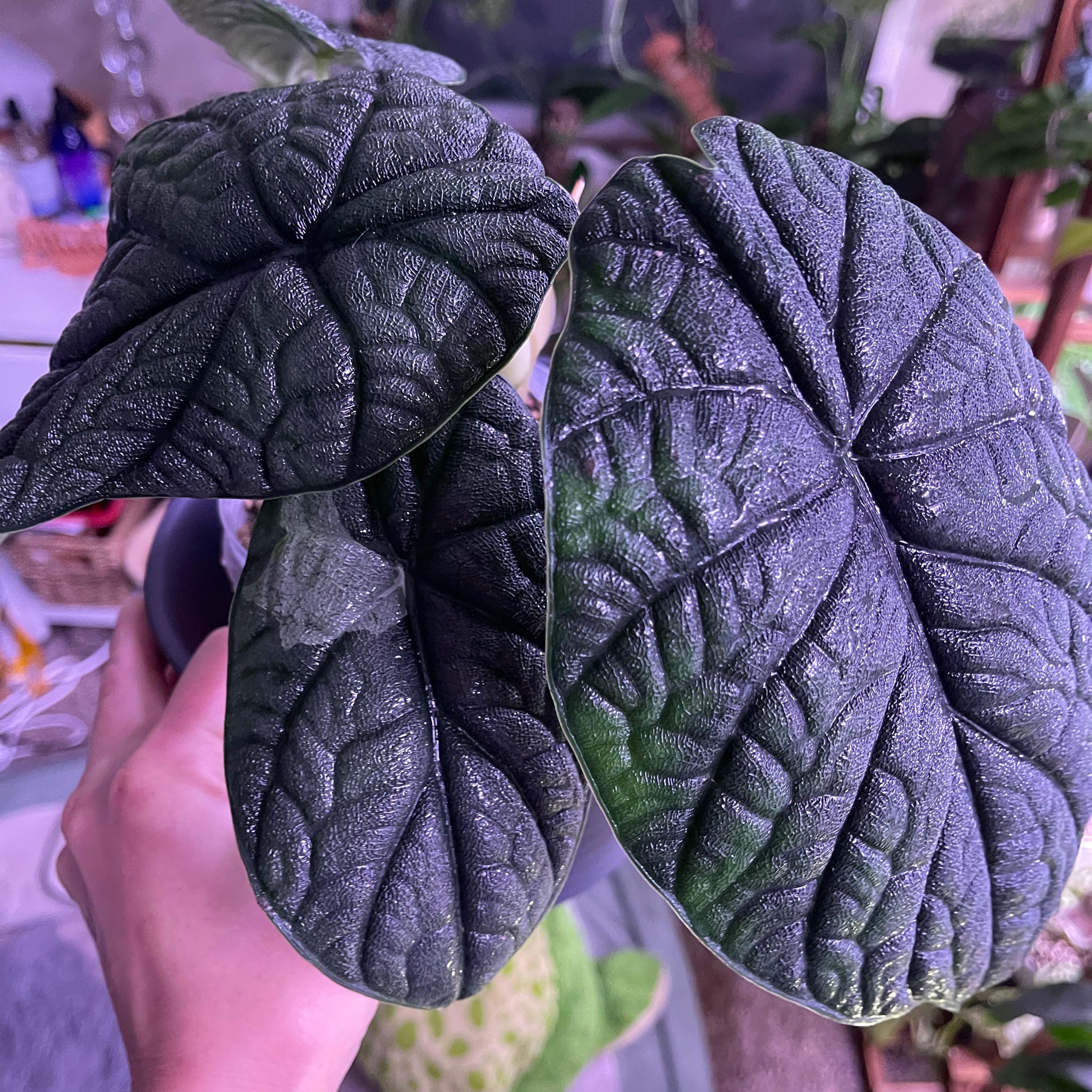 Alocasia 'Rugosa' plant with dark green, textured leaves held by a hand.
