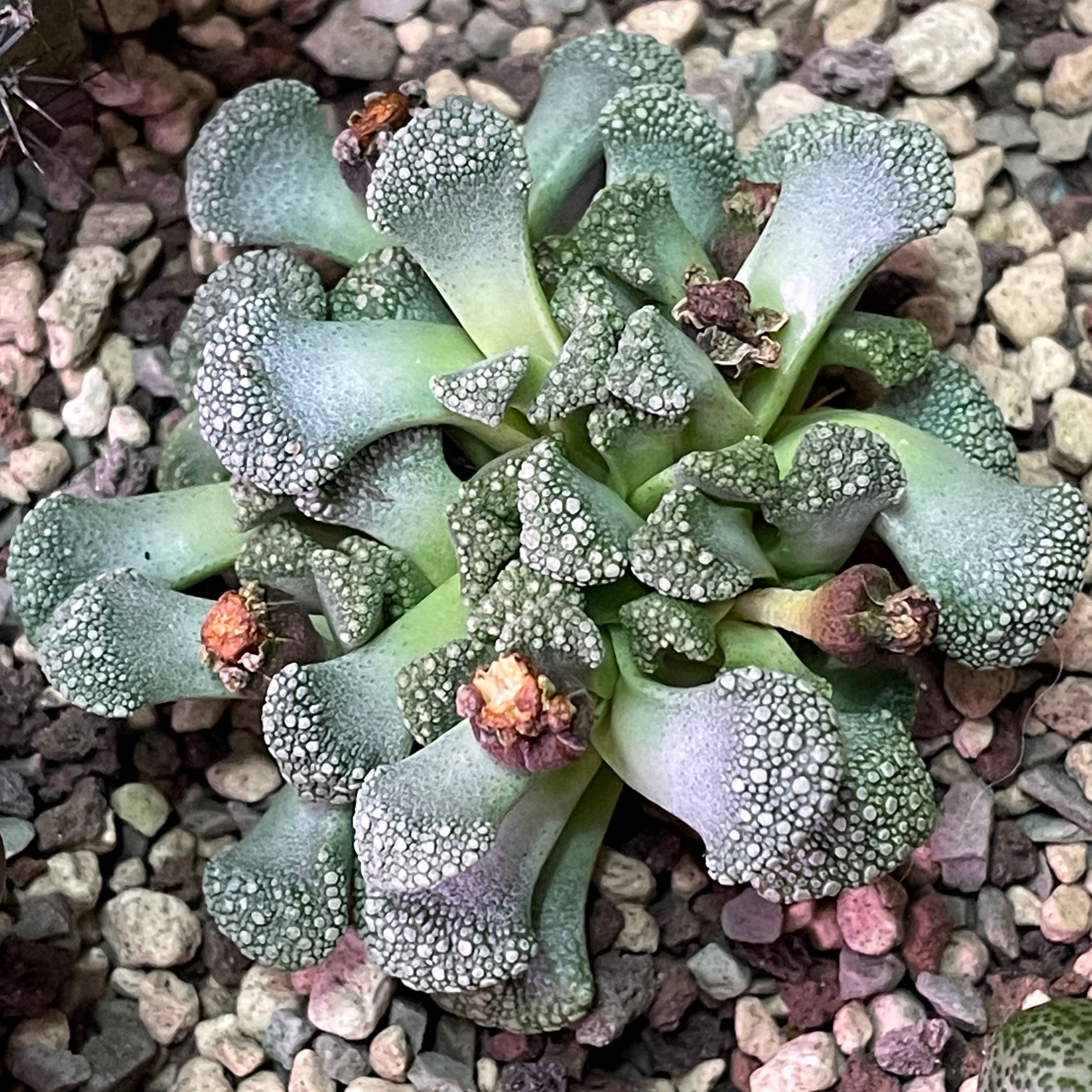 Concrete Leaf Living Stone plant with textured leaves in rocky soil.
