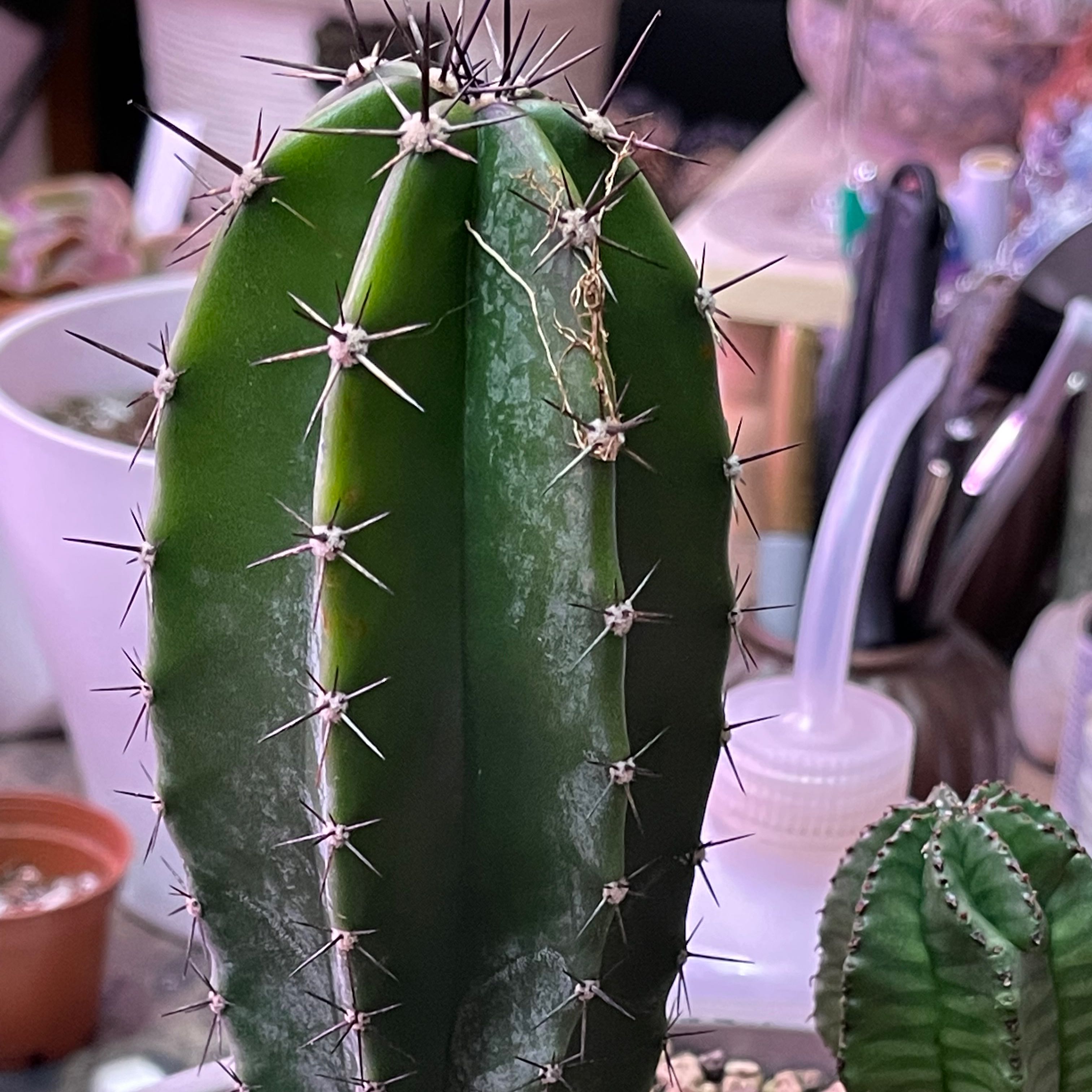Gray Ghost Organ Pipe cactus with prominent spines, well-framed and healthy.