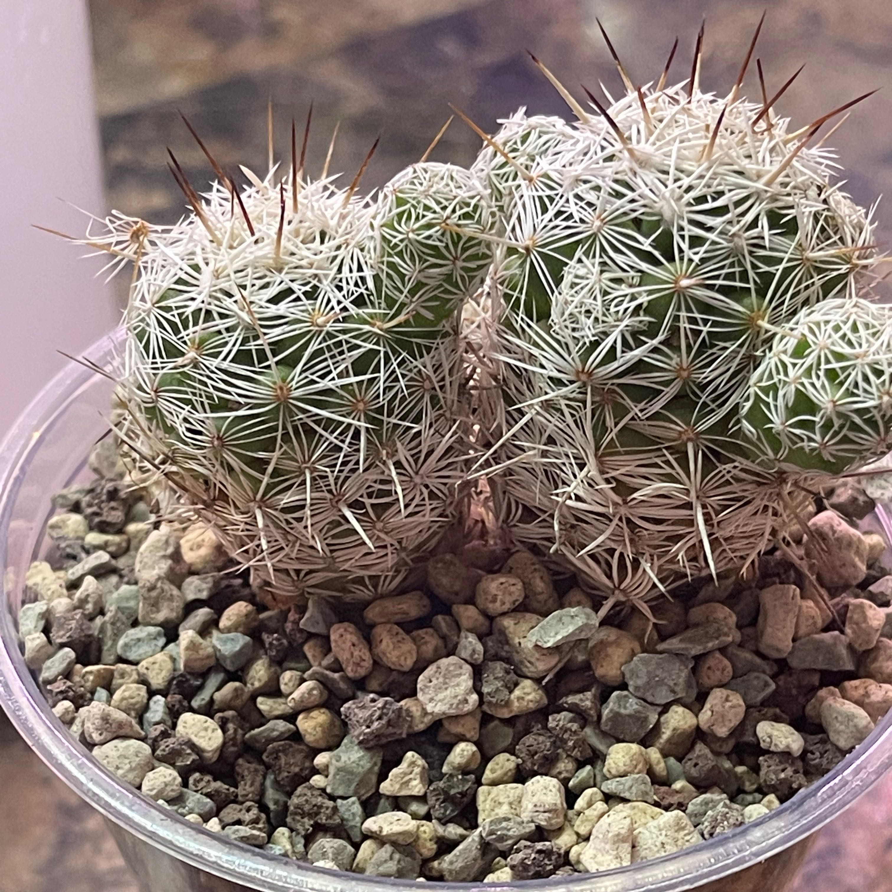CactusThimbleMammillaria Gracilis Fragilis 3 A plant by Propa on Greg
