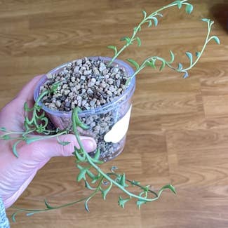 String of Dolphins plant in Springtown, Texas
