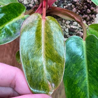 Philodendron 'Painted Lady' plant in Springtown, Texas