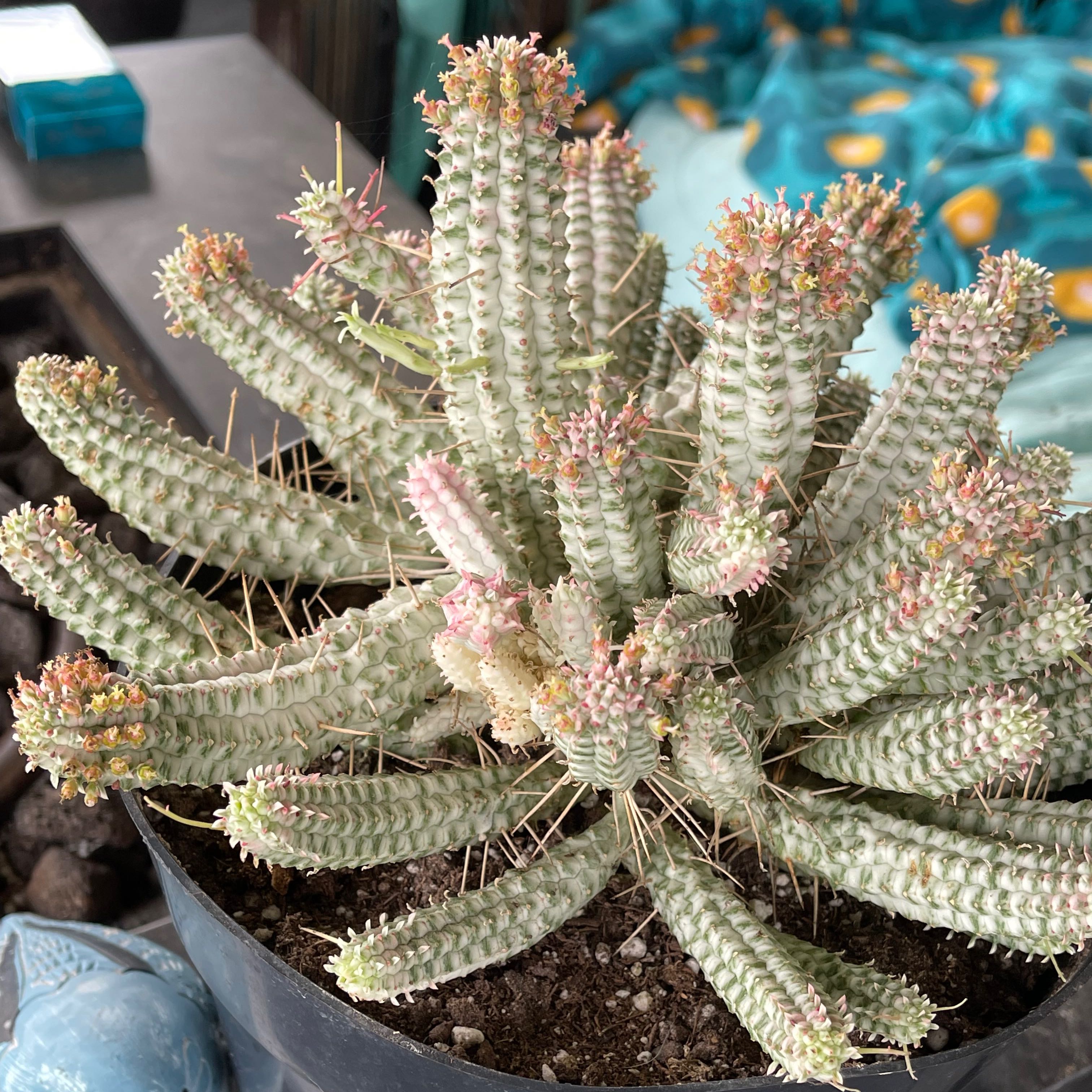 Variegated Corncob Cactus with multiple stems and visible spines in a pot.