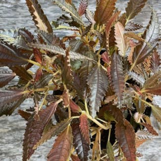 Dark Mystery Pilea plant in Springtown, Texas