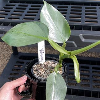 Silver Sword Philodendron plant in Springtown, Texas