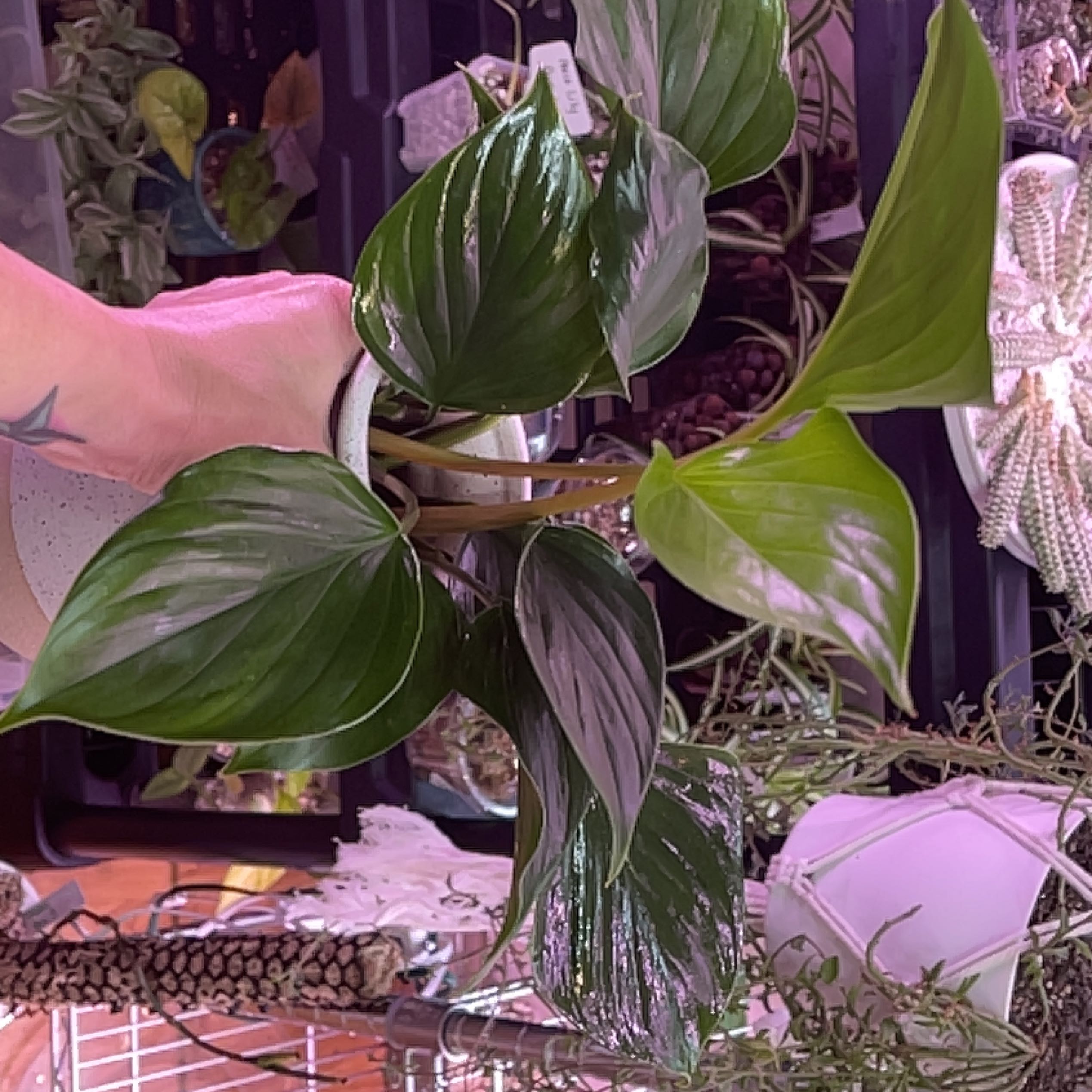 Homalomena 'Emerald Gem' plant being held, with glossy green leaves and no visible discoloration.