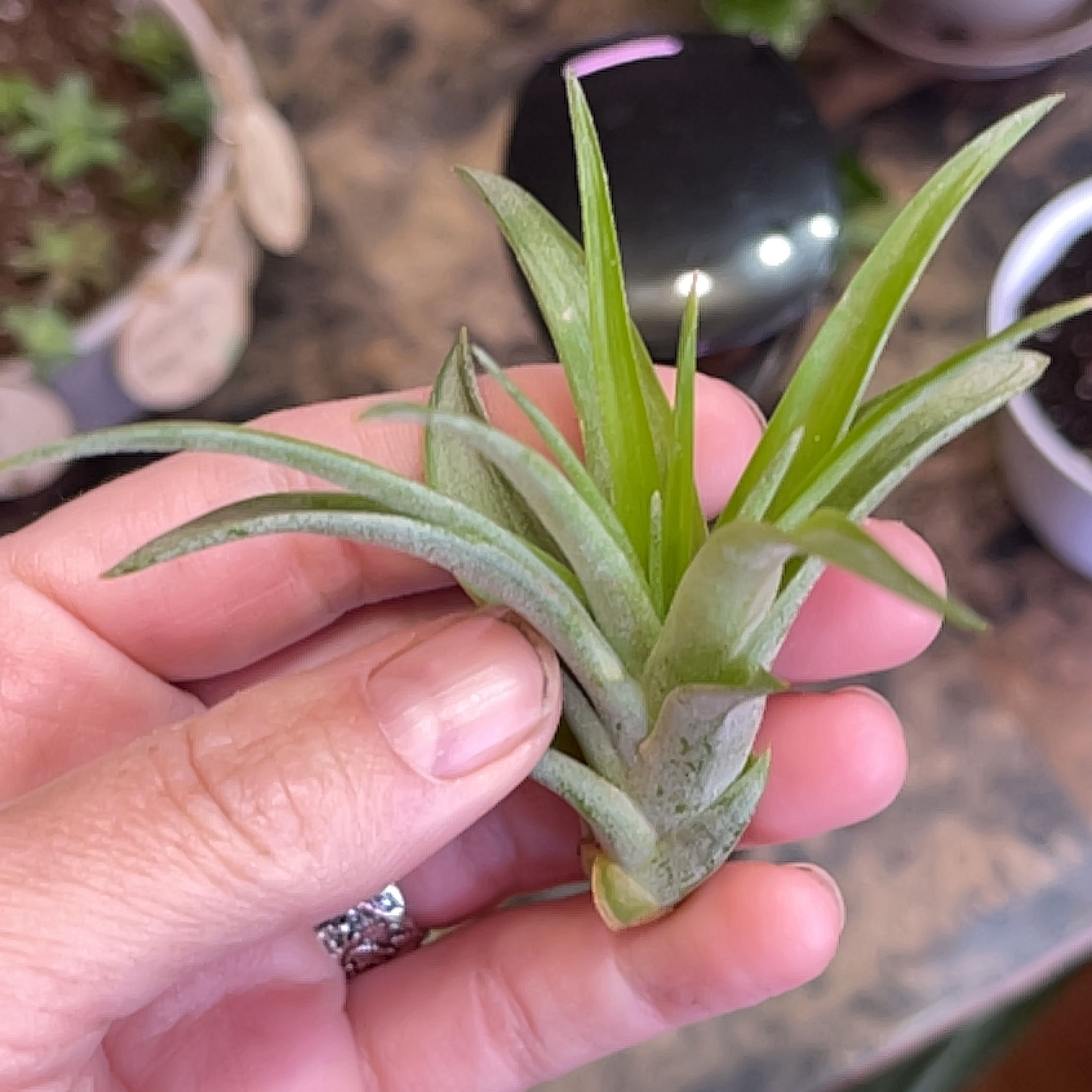 Hand holding a healthy Brachycaulos Green Air Plant with vibrant green leaves.