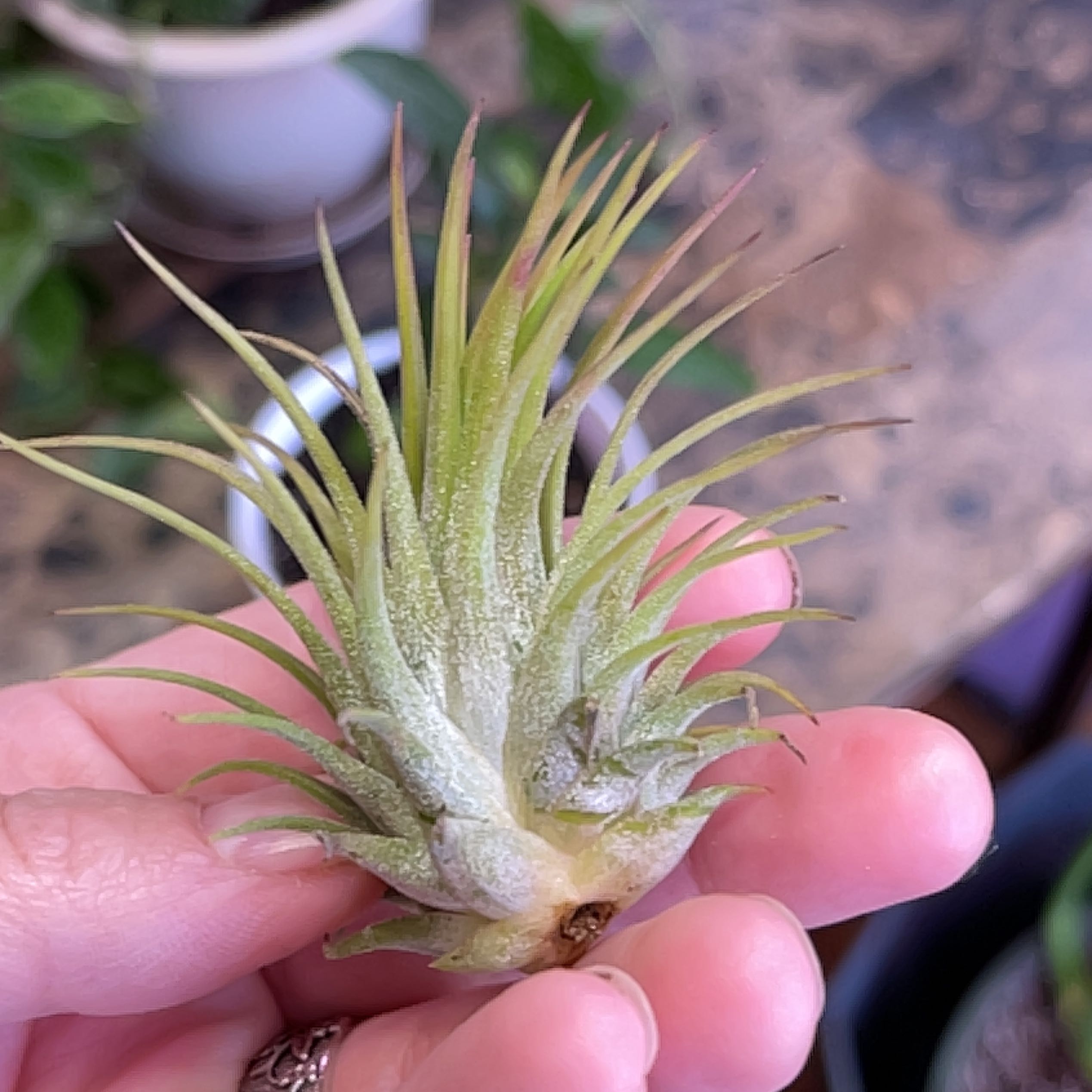 Photo of the plant species Rubra Air Plant by @Propa named Air Plant-Rubra on Greg, the plant care app