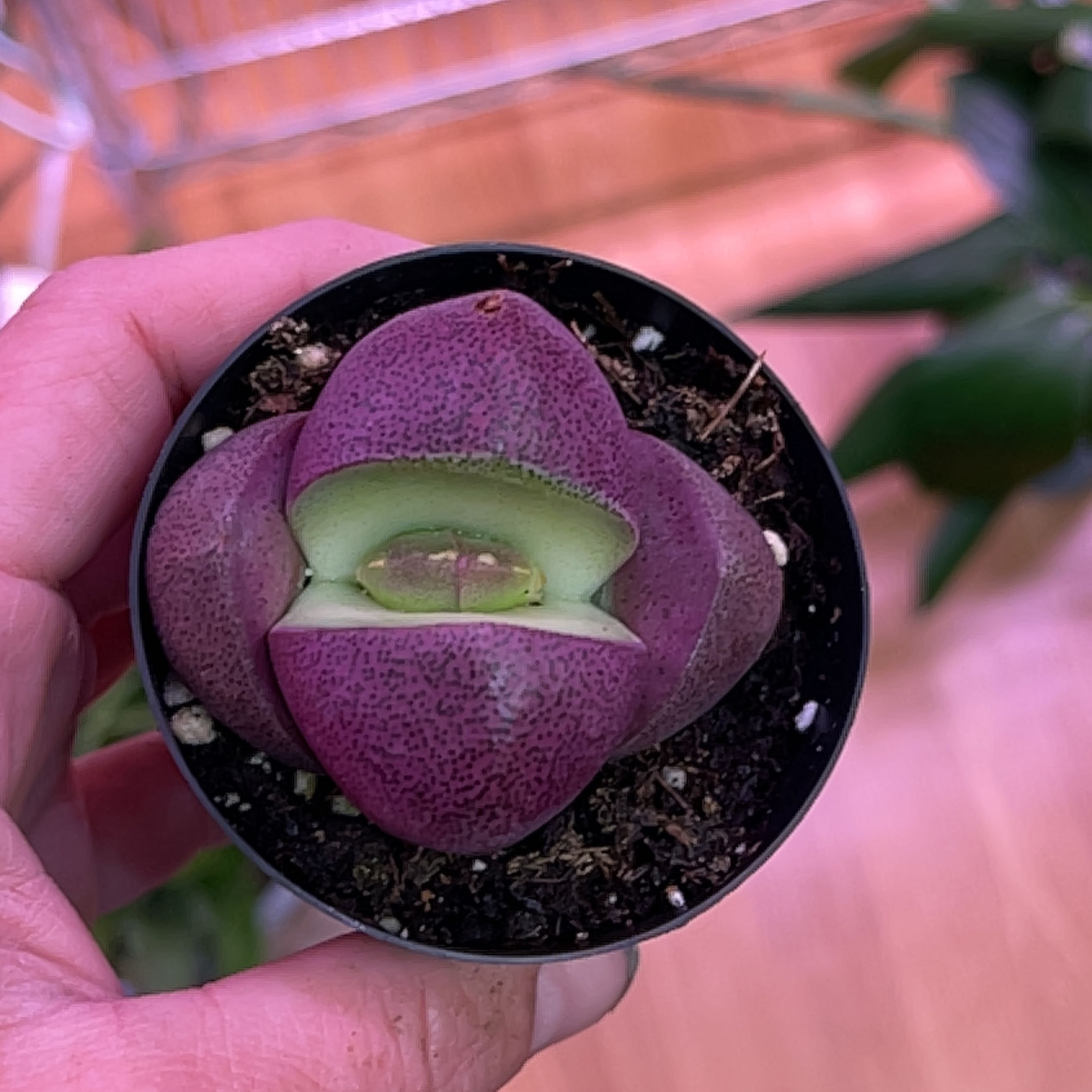 Royal Flush Split Rock plant in a small pot held by a hand.