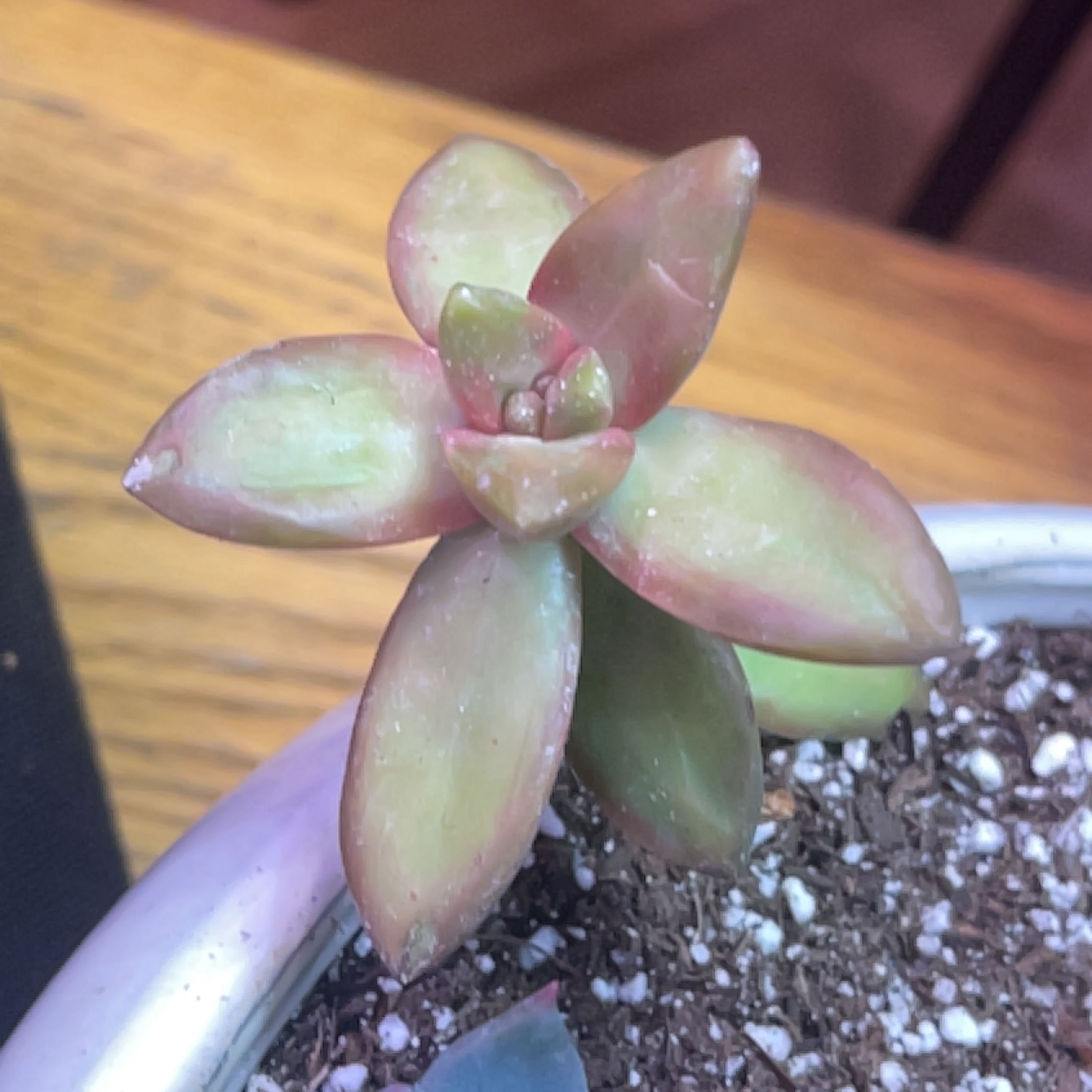 Photo of the plant species Coppertone Variegated Sedum by @Propa named Variegated coppertone sedum on Greg, the plant care app