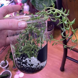 String of Dolphins plant in Springtown, Texas