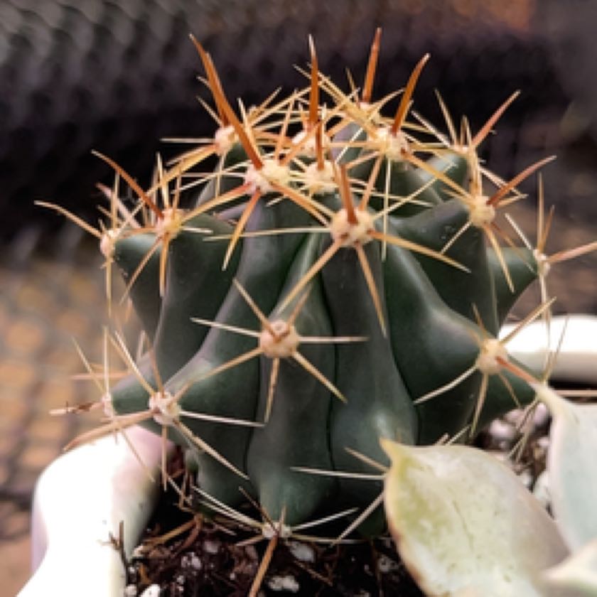 Photo of the plant species Townsend Barrel Cactus by @Propa named Cactus-Ferocactus peninsulae on Greg, the plant care app