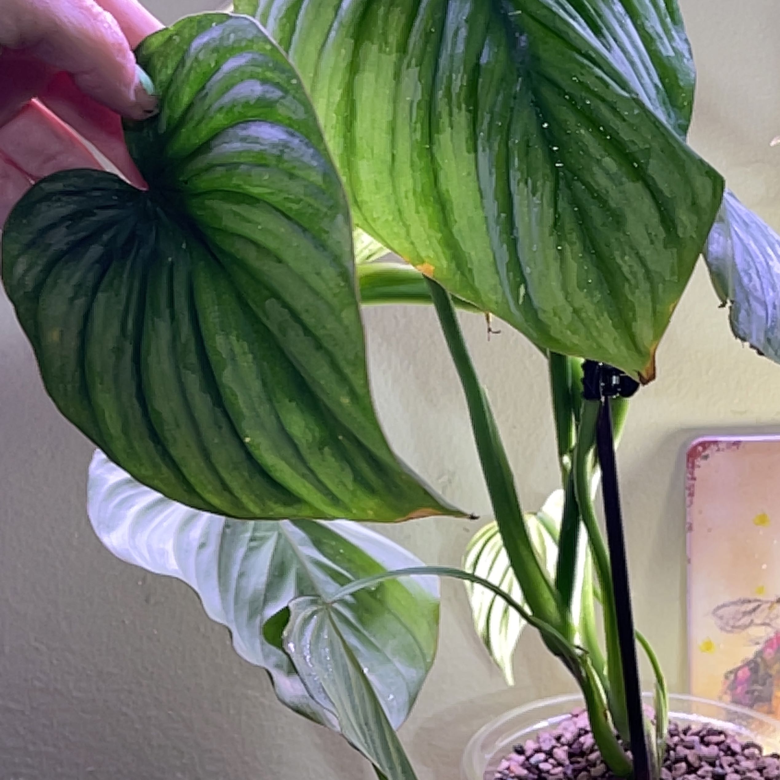 Philodendron 'Silver Cloud' with large green leaves and visible soil.