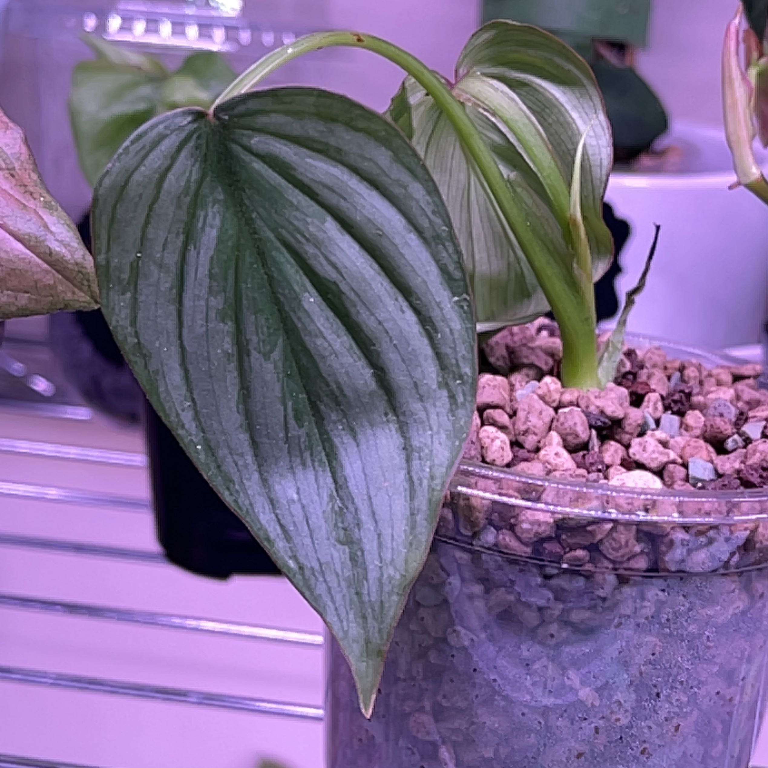 Philodendron 'Silver Cloud' plant in a pot with visible soil and healthy leaves.