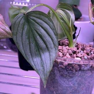 Philodendron 'Silver Cloud' plant in Springtown, Texas
