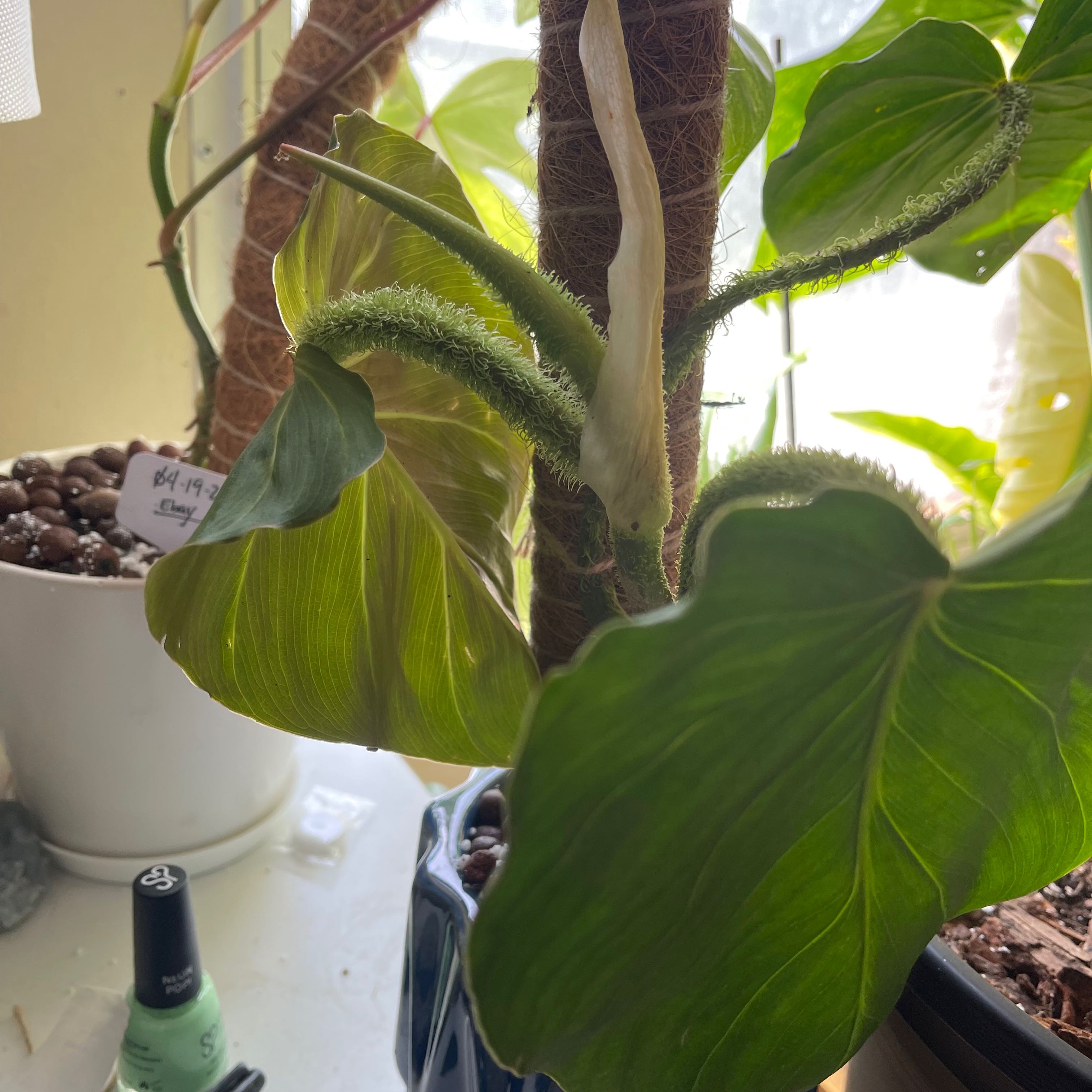 Photo of the plant species Philodendron fibrosum by @Propa named Philodendron Fibrosum on Greg, the plant care app