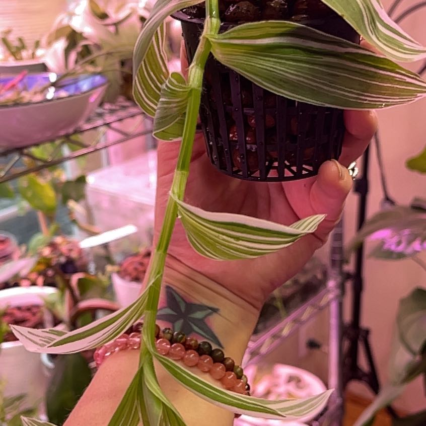 Tradescantia albiflora 'Albovittata' plant held by a hand, with vibrant green and white striped leaves.