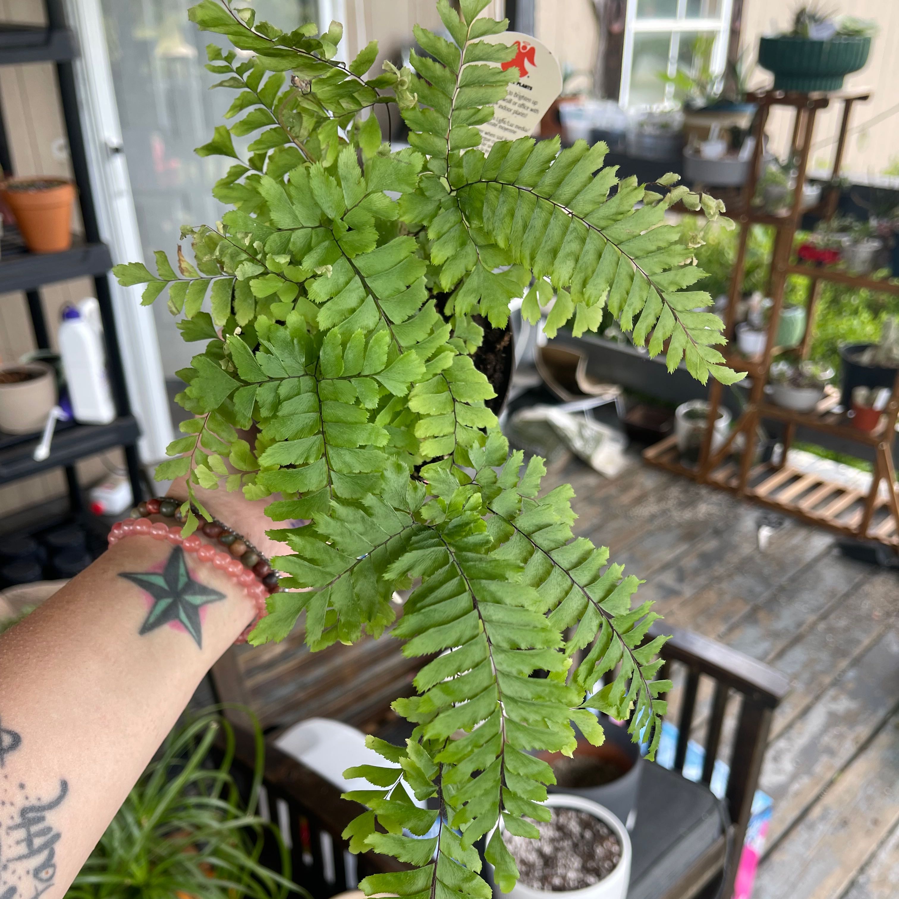 A Rough Maidenhair Fern being held by a person, with other plants and gardening supplies in the background.