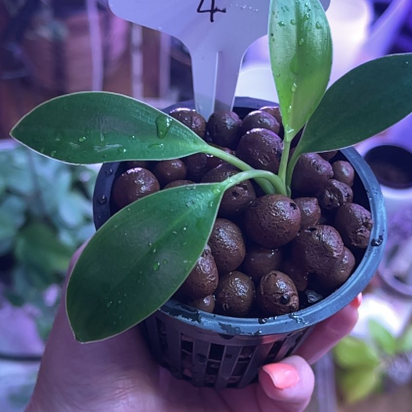 Green Princess plant in a hydroponic setup with clay pebbles, held by a hand.
