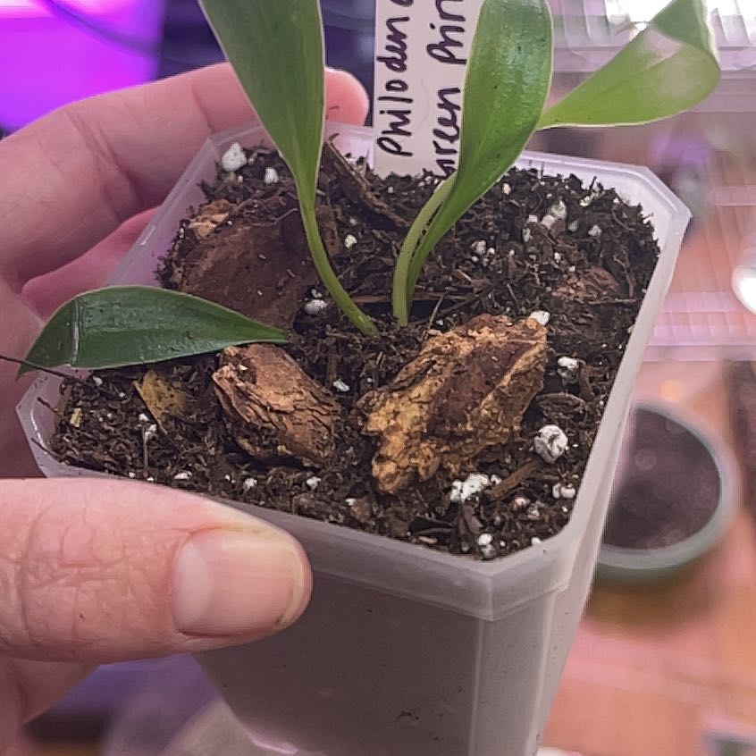 Potted Green Princess plant with healthy green leaves and visible soil, held by a hand.